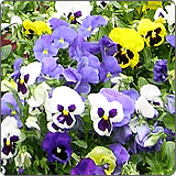 三色堇（人面花、鬼脸草花）