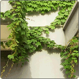 爬山虎（爬墙虎）