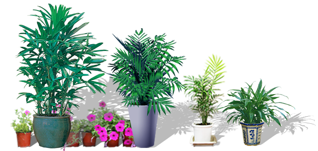 植物租赁绿植租摆
