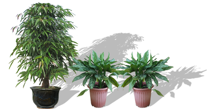 植物租赁