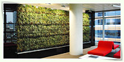 上海办公室绿化植物租赁 上海植物租赁