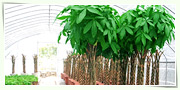 标准化植物苗木基地