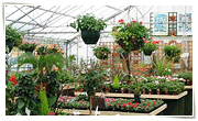 常用植物、盆器花架