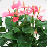 粉掌