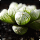 多肉类迷你小植物玉露
