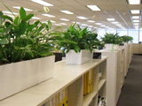 租用办公室绿化植物的价值