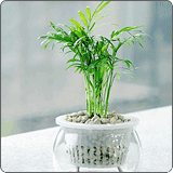 水培袖珍椰子