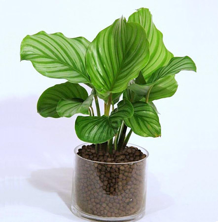 办公室种植什么植物易种、易活、易养？