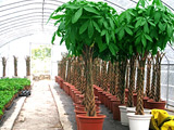 有多少品种植物适合室内的办公环境？