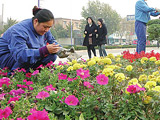 园林、小区物业、厂区、庭园 草花轮换服务