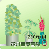 花开富贵 B 套餐