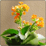 长寿花