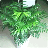 袖珍椰子