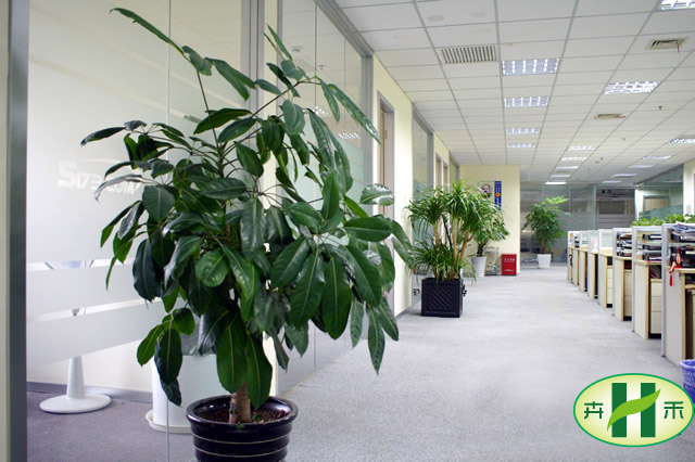 5173.com植物花卉租赁养护服务欣赏