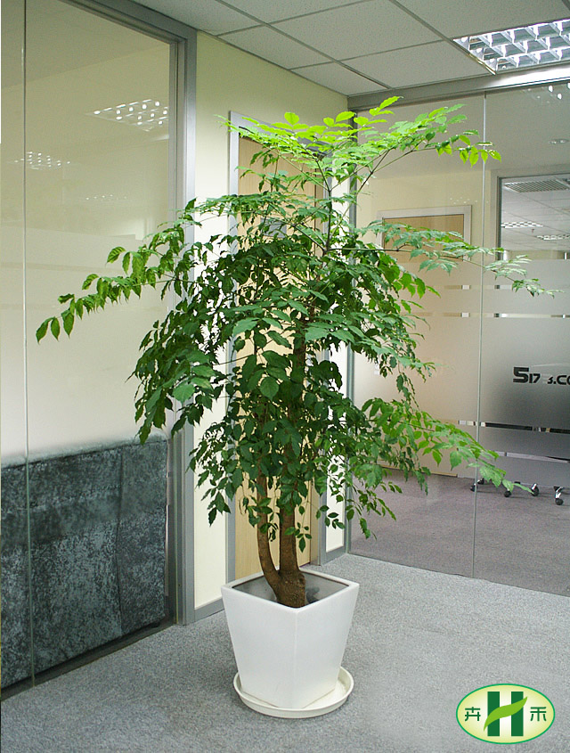 5173.com植物花卉租赁养护服务欣赏