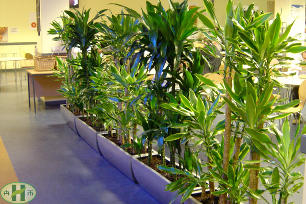 绿化植物精化空气
