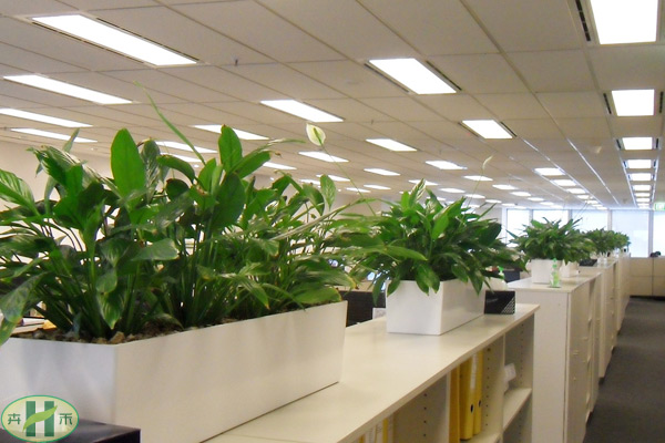 租用办公室绿化植物的价值