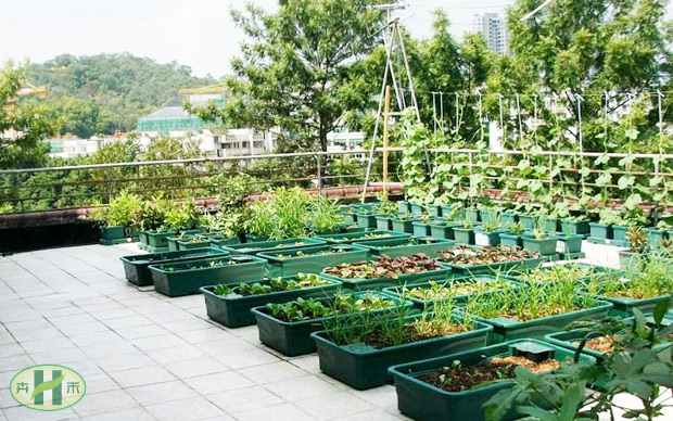 屋顶绿色有机蔬菜绿化