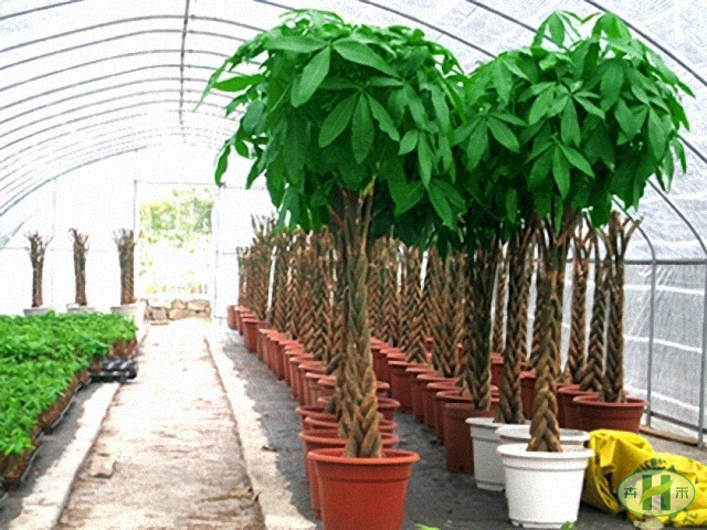 绿植基地展示 发财树