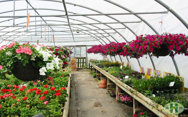 绿植基地展示 草花