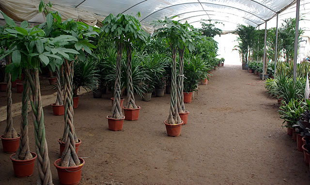 苗圃基地（南方观叶植物基地结辫发财树）