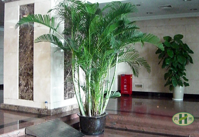 大堂采用绿化品种；大型绿色植物盆栽养护租赁服务